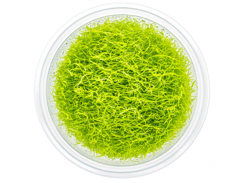 Grasblättriger Wasserschlauch - Utricularia graminifolia in vitro